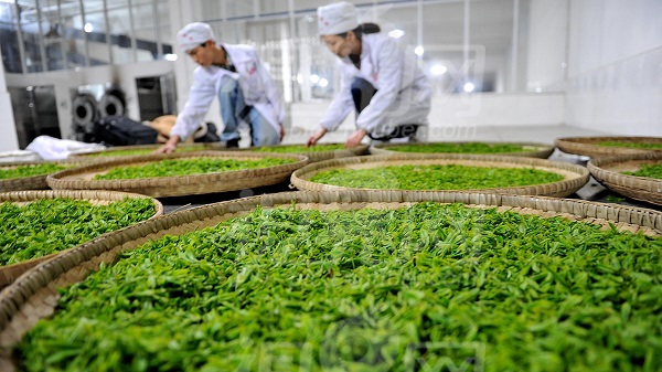 2017茶叶生产加工技术专业就业前景和就业方向分析
