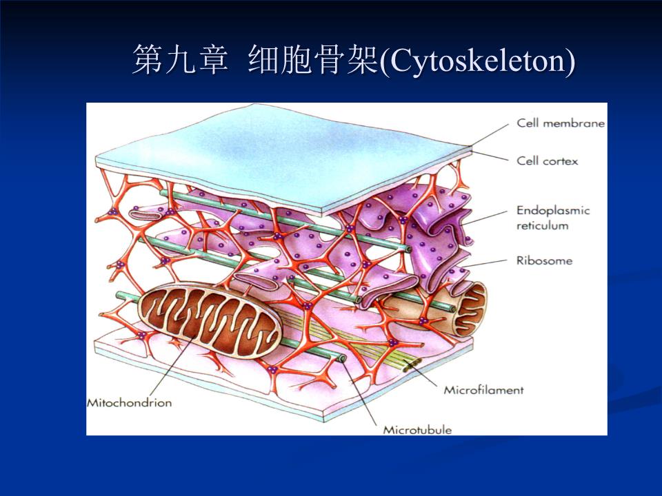 细胞骨架是由什么构成及功能