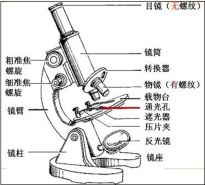 镜筒的作用是什么 ​显微镜由哪些部件组成