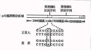 2009年全国高考生物试题及答案-上海卷